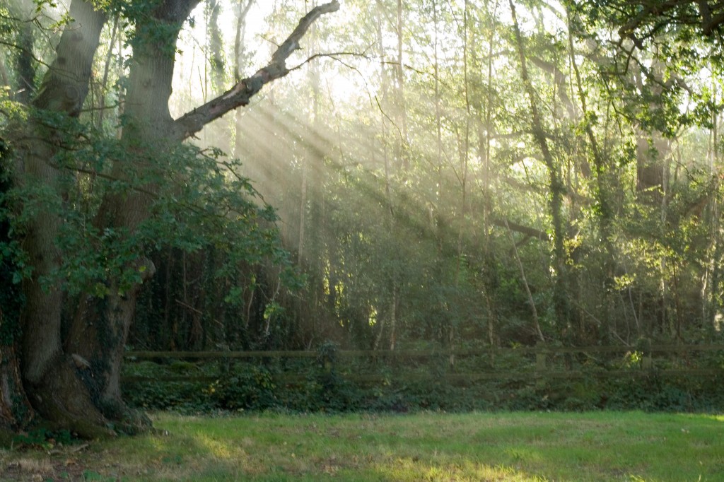 morning-light
