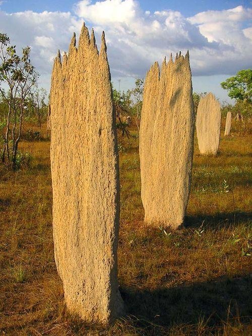 termit-mound