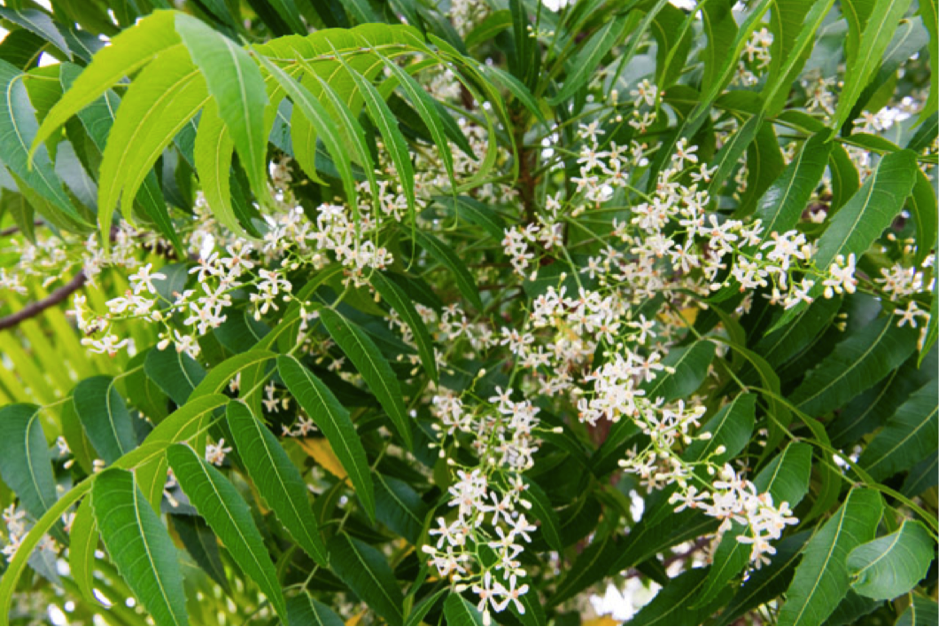 the mango tree at the corner of the garden