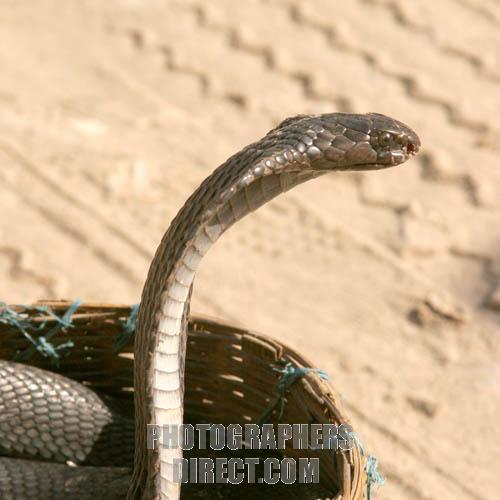 Indian Hooded Cobra,Spectacled cobra Naja naja