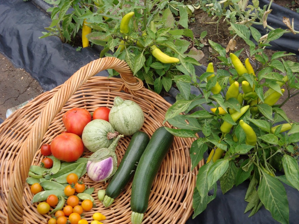 Kitchen-garden-yields-produce